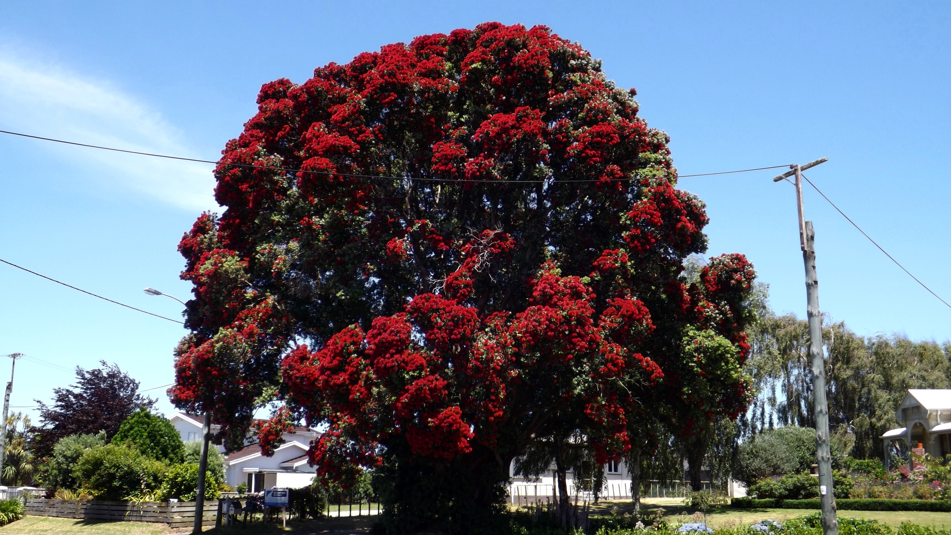 the pohutukawa tree Nothing may compare to the pohutukawa or rata tree at your favourite holiday spot, but we can all enjoy a touch of that crimson splendour at home in the garden. the pohutukawa tree Nothing may compare to the pohutukawa or rata tree at your favourite holiday spot, but we can all enjoy a touch of that crimson splendour at home in the garden.